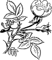 Муравьи не сдаются (с иллюстрациями) - g03.png