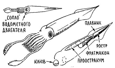 Путешествие по берегам морей, которых никто никогда не видел - i_077.jpg