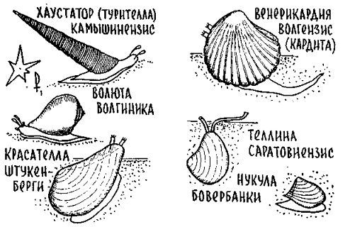 Путешествие по берегам морей, которых никто никогда не видел - i_131.jpg