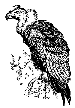 Дети капитана Гранта (худ. В. Клименко) - pic_20.png