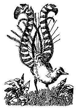 Дети капитана Гранта (худ. В. Клименко) - pic_45.png