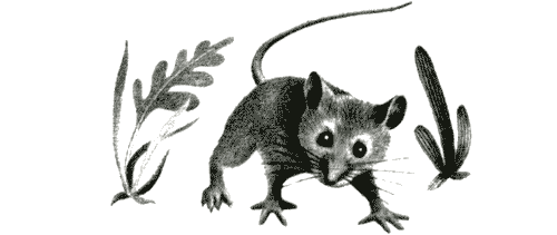 Папин дракон - img17.png