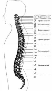 Соло для позвоночника - pic_28.jpg