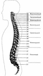 Соло для позвоночника - pic_49.jpg