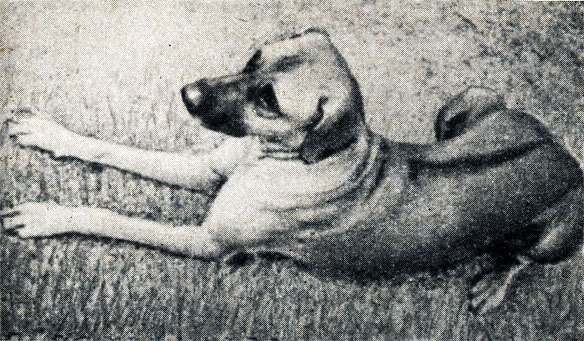 Последние тайны старой Африки - _11.jpg