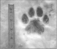 Зверь в саду - _2.jpg