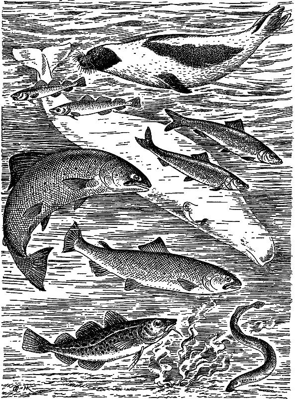 Жизнь моря - i_122.png