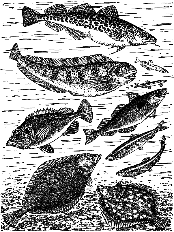 Жизнь моря - i_124.png