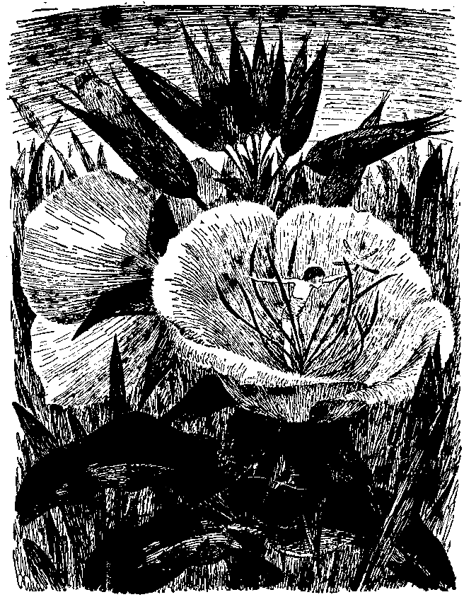 Необыкновенные приключения Карика и Вали (Художник Э. Кондиайн) - pic_18.png