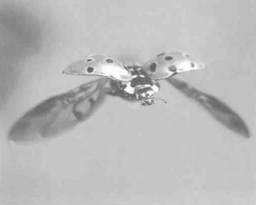 Книга для тех, кто делает слишком много - i_084.jpg