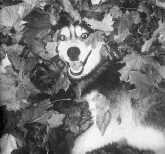 Книга для тех, кто делает слишком много - i_097.jpg