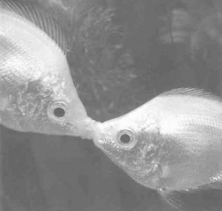 Книга для тех, кто делает слишком много - i_101.jpg