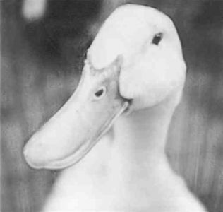 Книга для тех, кто делает слишком много - i_108.jpg