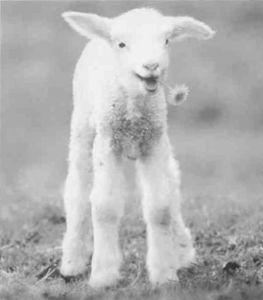 Книга для тех, кто делает слишком много - i_112.jpg