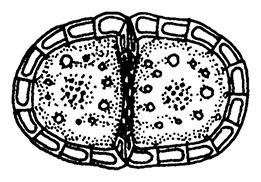 Планиверсум. Виртуальный контакт с двухмерным миром - img_113.jpg