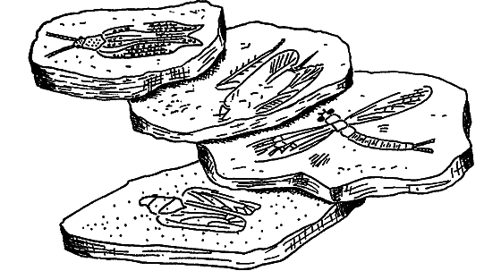 В мире насекомых - i_002.png