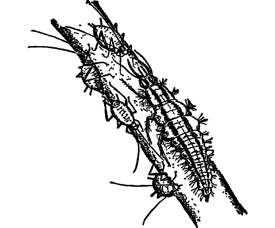 В мире насекомых - i_024.png