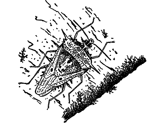 В мире насекомых - i_025.png