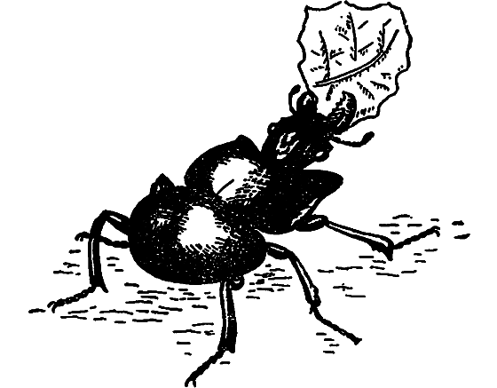 В мире насекомых - i_026.png