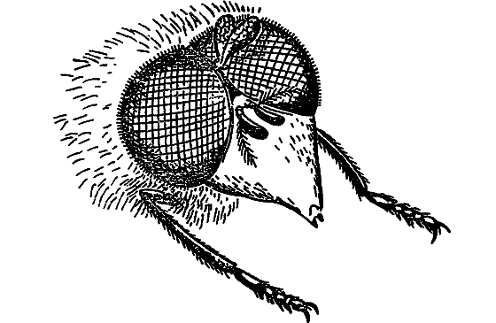 В мире насекомых - i_027.png