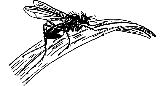 В мире насекомых - i_028.png