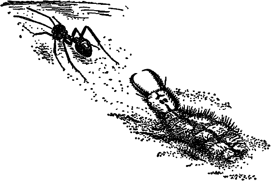 В мире насекомых - i_029.png