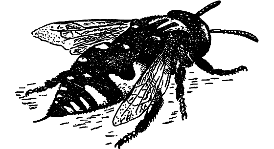 В мире насекомых - i_030.png