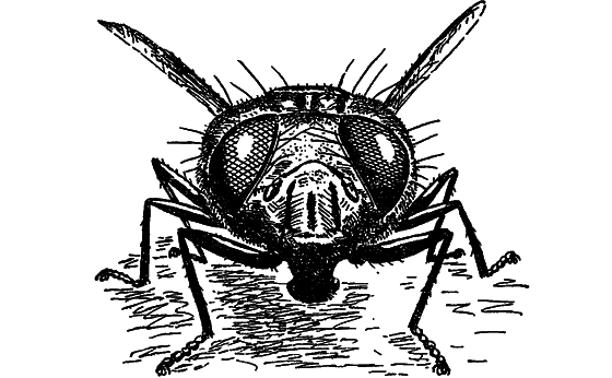 В мире насекомых - i_039.png