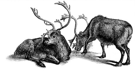 Путешествие по Сибири и Ледовитому морю (с илл.) - i_061.jpg