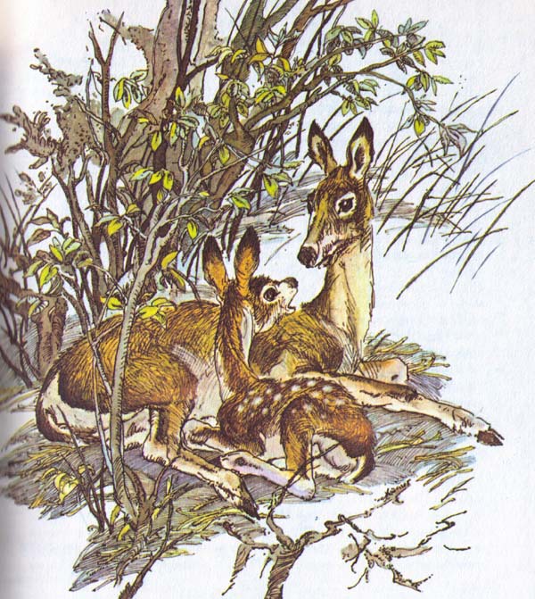 Бемби (с илл.) - i_008.jpg