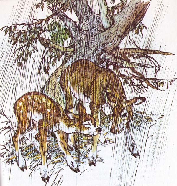 Бемби (с илл.) - i_021.jpg