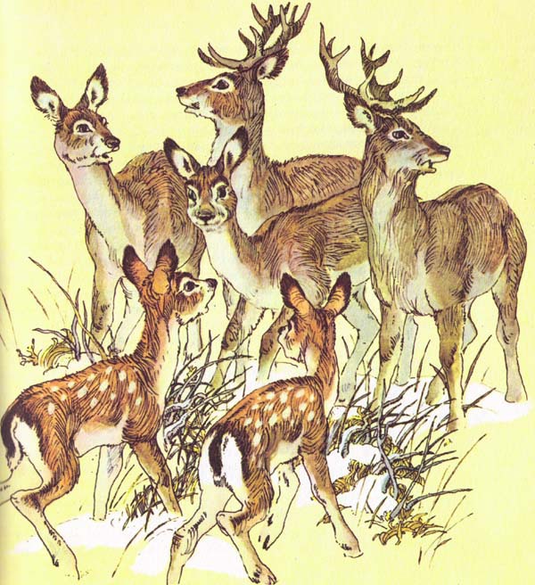 Бемби (с илл.) - i_022.jpg