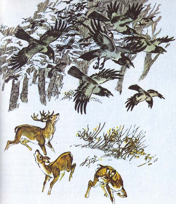 Бемби (с илл.) - i_024.jpg