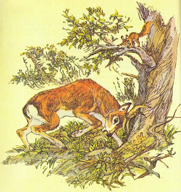 Бемби (с илл.) - i_028.jpg