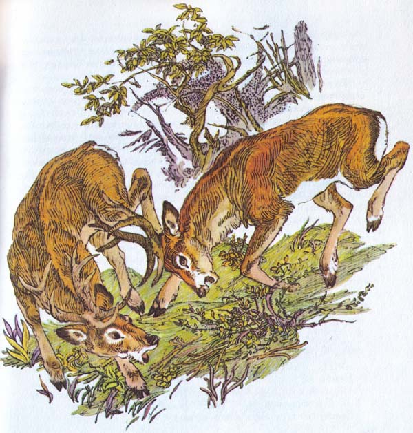 Бемби (с илл.) - i_029.jpg