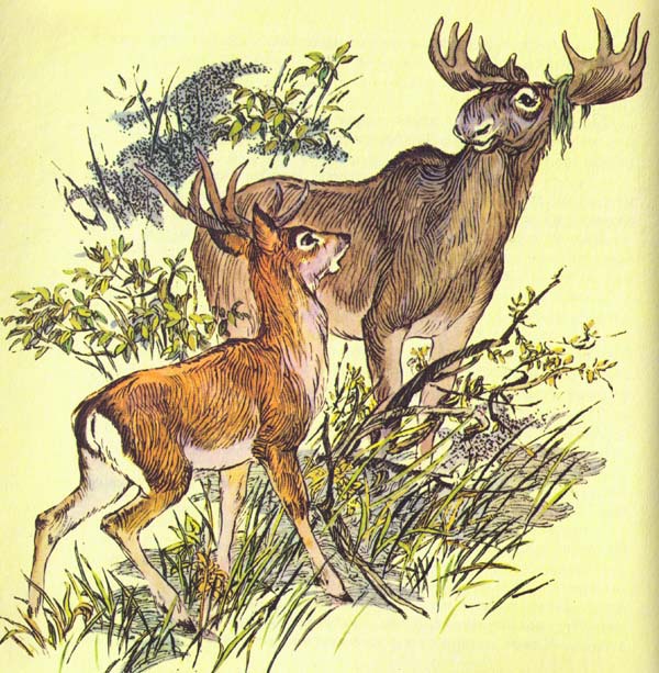 Бемби (с илл.) - i_031.jpg