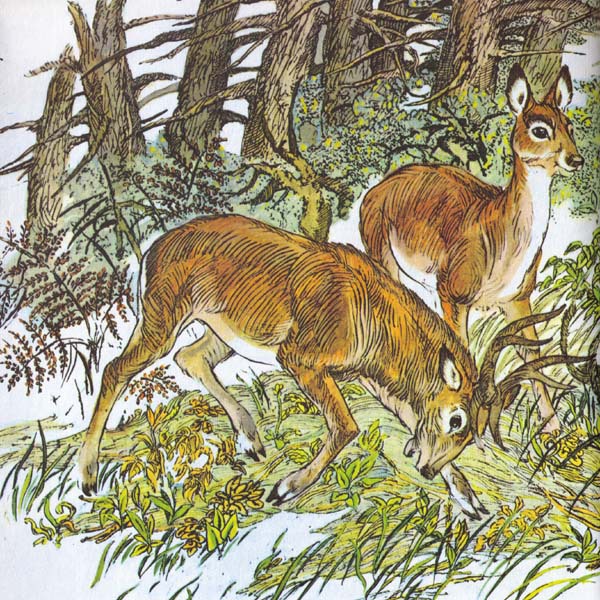 Бемби (с илл.) - i_033.jpg