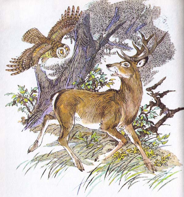 Бемби (с илл.) - i_035.jpg