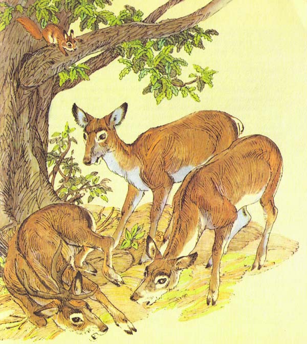 Бемби (с илл.) - i_037.jpg