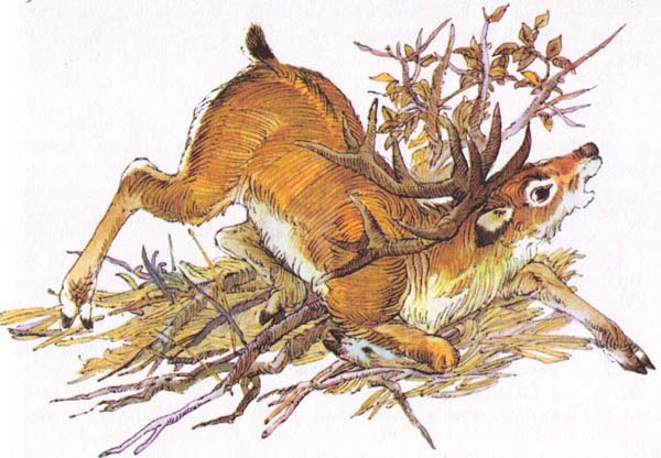 Бемби (с илл.) - i_039.jpg