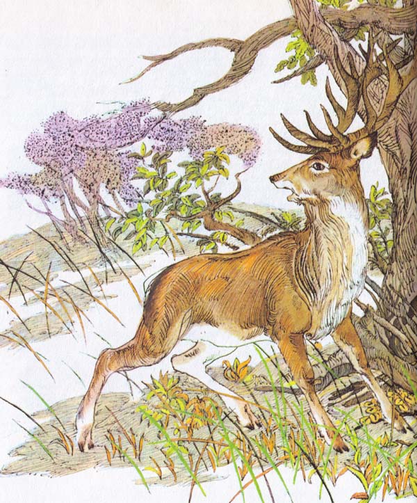 Бемби (с илл.) - i_040.jpg