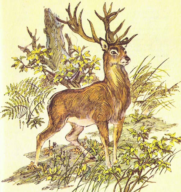 Бемби (с илл.) - i_044.jpg