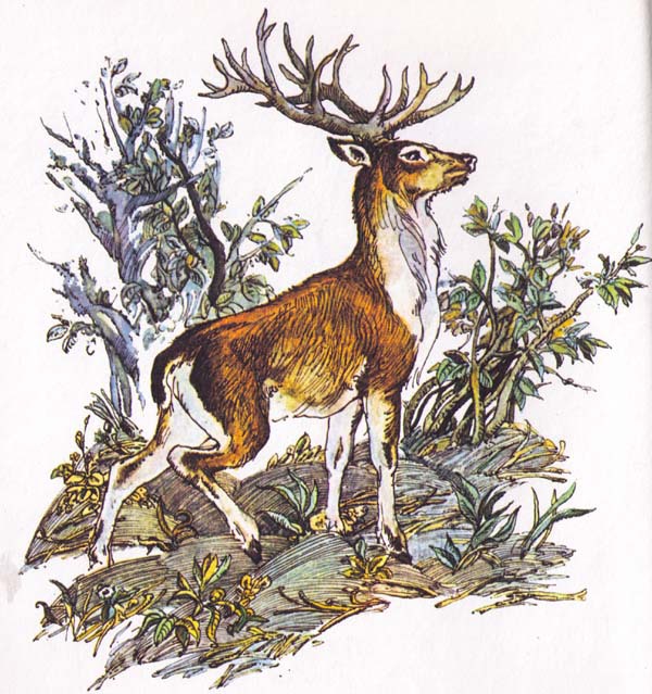 Бемби (с илл.) - i_046.jpg