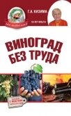 Виноград без труда - Кизима Галина Александровна