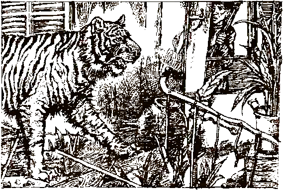 Хозяева джунглей. Рассказы о тиграх и слонах - i_009.png