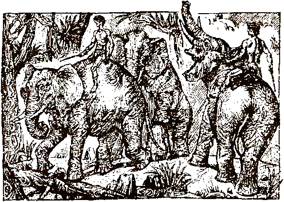 Хозяева джунглей. Рассказы о тиграх и слонах - i_017.png