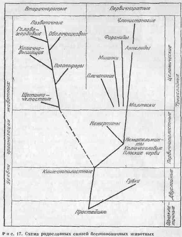 Возникновение и развитие жизни на Земле - i_032.jpg