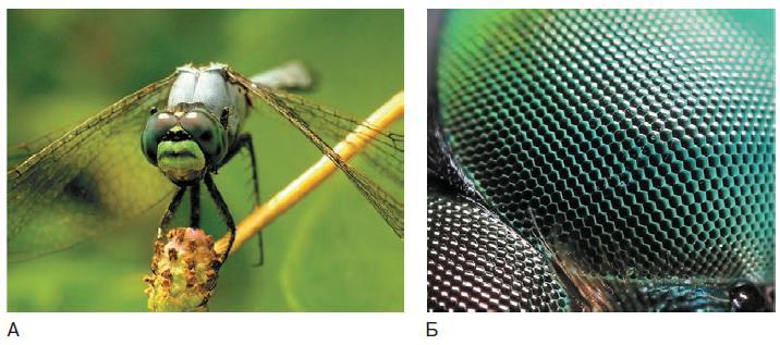 Естествознание. Базовый уровень. 10 класс - i_120.jpg