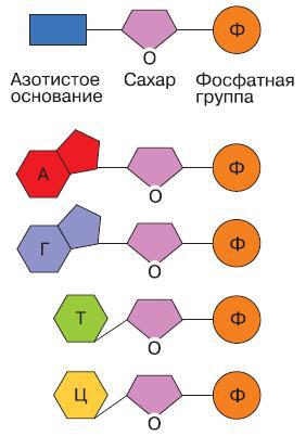 Естествознание. Базовый уровень. 10 класс - i_173.jpg