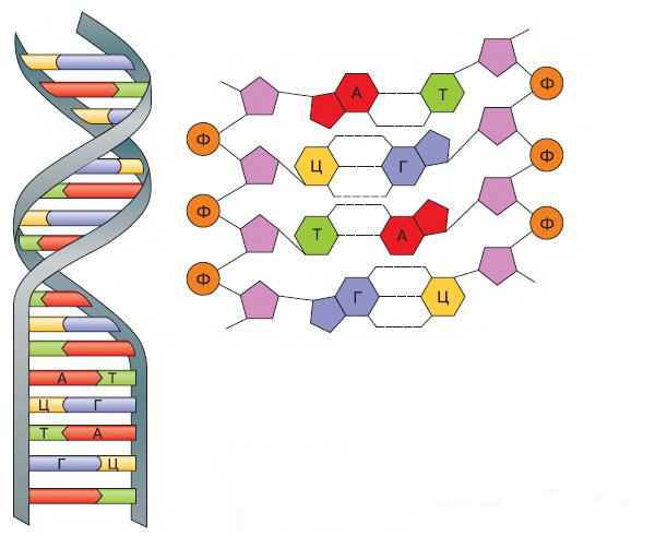 Естествознание. Базовый уровень. 10 класс - i_174.jpg